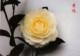 Flower Gardening